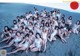 53 Year Anniversary, Weekly Playboy 2019 No.47 (週刊プレイボーイ 2019年47号) P4 No.1136e6